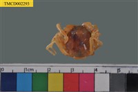 藏品(短指和尚蟹)的圖片